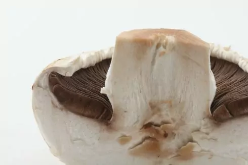 Брускета з усіма грибами світу