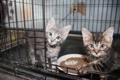 Happy Paw собирает деньги для поддержки животных, пострадавших от войны: Как присоединиться