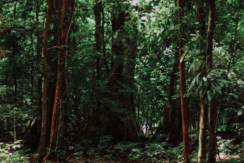 На Київщині у приватну власність віддали частину лісу, яка коштує 10 млн гривень