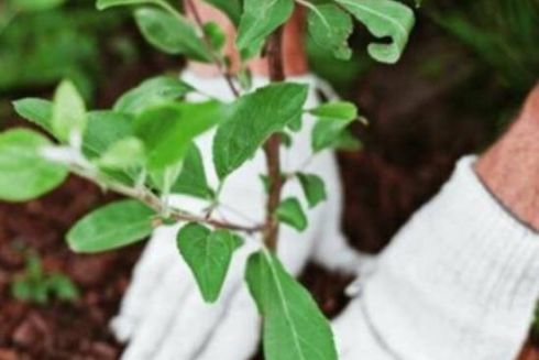 У Києві меценати допоможуть озеленити території, пошкоджені внаслідок військових дій