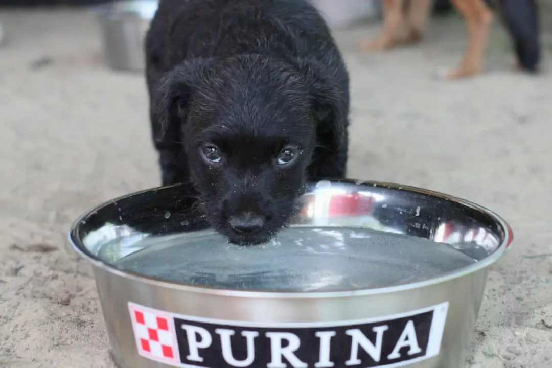 Поруч, щоб допомагати: Purina&reg; та "Зоопатруль" об&rsquo;єдналися для порятунку тварин