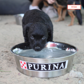 Рядом помогать: Purina® и "Зоопатруль" объединились для спасения животных