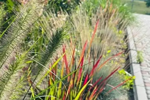 У Києві збільшать кількість ділянок без скошування трави: деталі