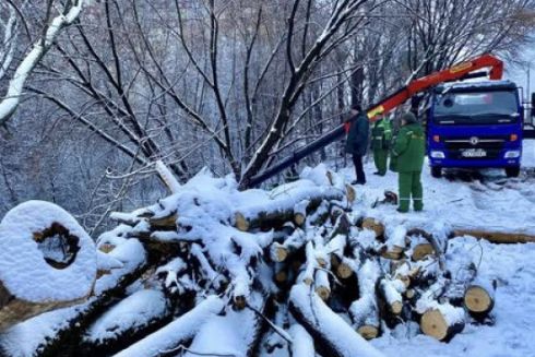 Екопарк біля Совських ставків розчистили від сухих та аварійних дерев