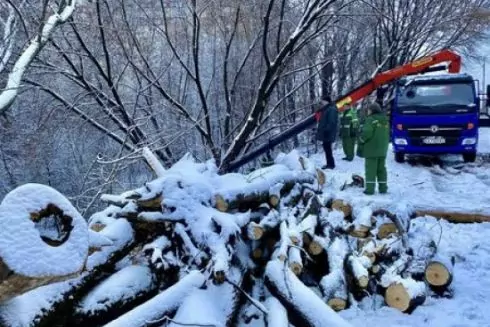 Екопарк біля Совських ставків розчистили від сухих та аварійних дерев