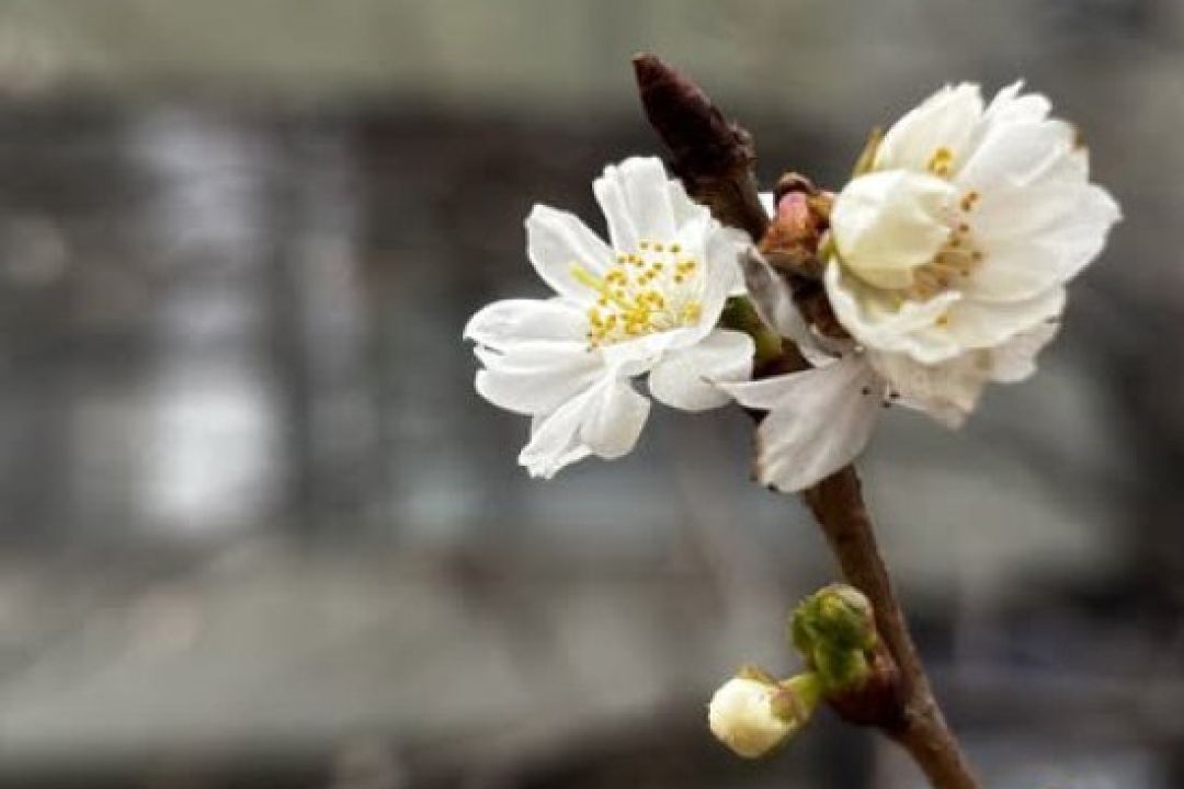 У Києві зацвіла сакура посеред зими: чому це тривожний сигнал