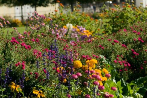 Жителі Подолу створять квітник на бульварі між Нижнім і Верхнім Валами