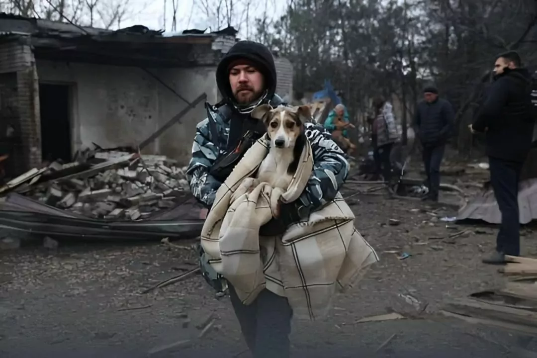 У Запоріжжі росіяни поцілили у собачий притулок &mdash; є постраждалі тварини