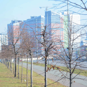 Фото. На проспекте Бажана создают зеленый барьер для очищения воздуха
