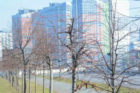 Фото. На проспекті Бажана створюють зелений бар'єр для очищення повітря