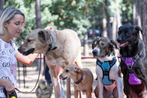 Дивіться, як виглядає новий майданчик для собак, який облаштували у парку “Совки”: фото
