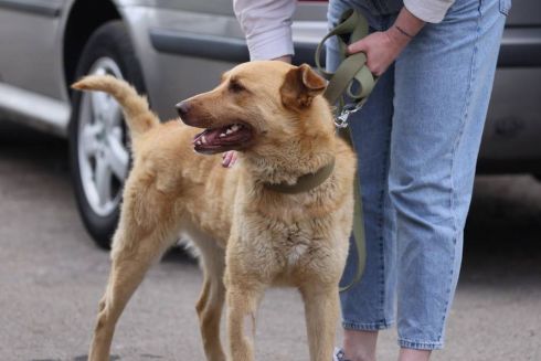 На ВДНГ відкрили тимчасовий притулок для тварин