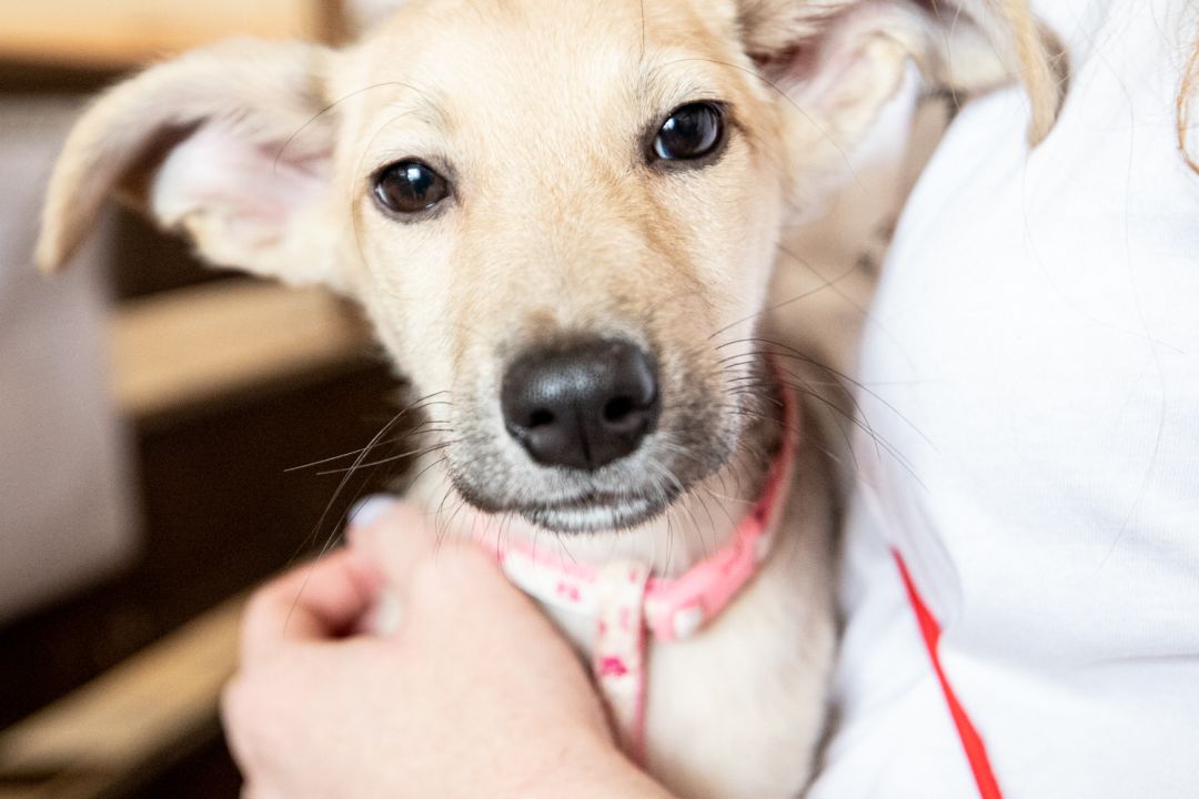 Минулого місяця у Києві прихистили рекордну кількість тварин