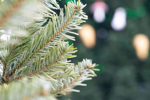 Купити новорічну ялинку на ярмарку у Києві можна буде з 5 грудня: список адрес