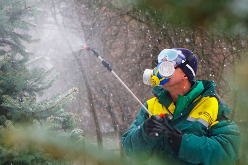 Ялинки у парках Києва оброблятимуть хімічними розчинами проти вандалів: як це працює