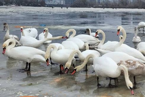 Як підгодовувати лебедів та качок: біля київських водойм встановили таблички з порадами