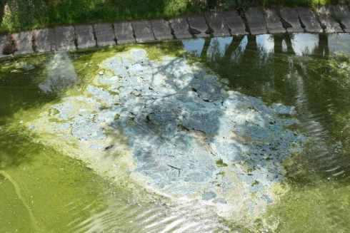 У Святошинському районі забруднено озеро "Віра": що кажуть фахівці