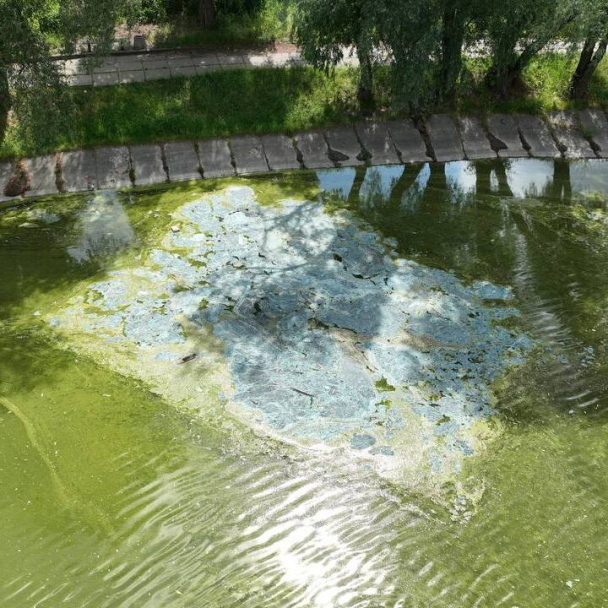 У Святошинському районі забруднено озеро "Віра": що кажуть фахівці