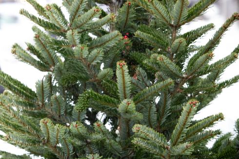 До 31 декабря в Киеве будут работать официальные ярмарки по продаже елок: адреса