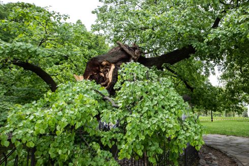 У Києві створять артоб'єкт із пошкодженої блискавкою частини 400-річної липи Петра Могили