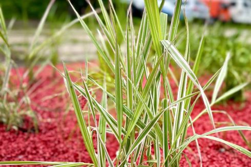 У Києві почали з'являтися перші дощові садки: що це таке та як вони працють