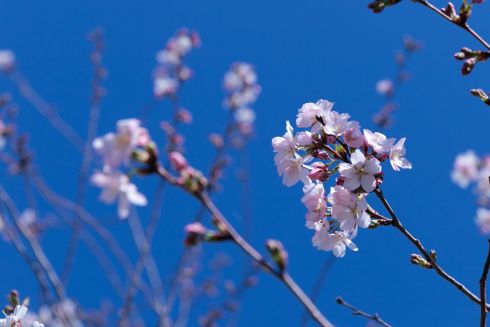 Де у Києві милуватися цвітінням сакур та магнолій: список локацій у всіх районах