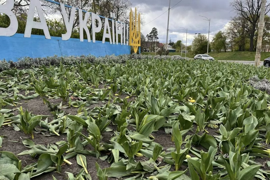У кількох районах Києва невідомі знищили клумби з тюльпанами