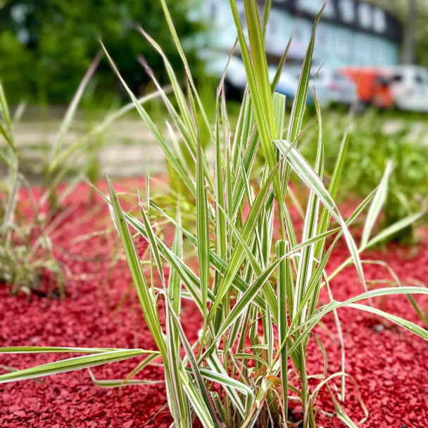У Києві почали з'являтися перші дощові садки: що це таке та як вони працють