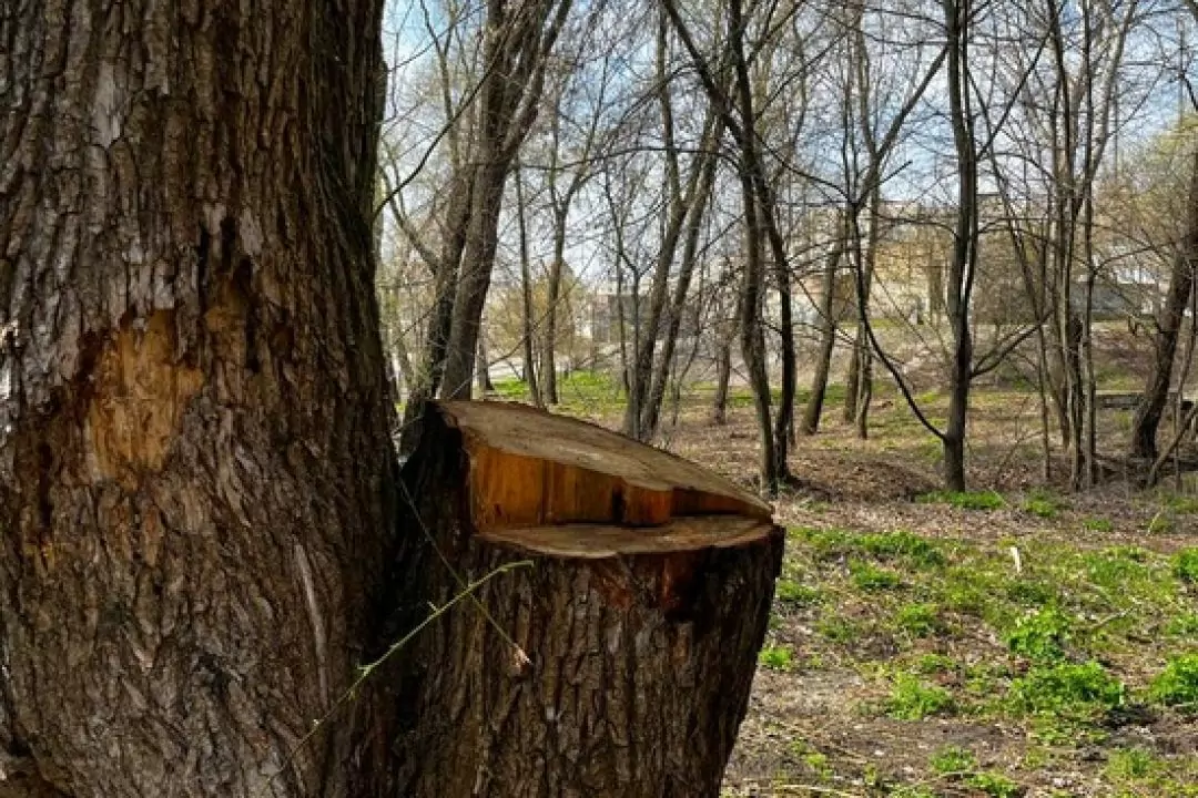 На Оболоні вночі вирубали 60 дерев: фото