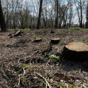 В парке на Оболони высадят новые деревья на месте уничтоженных
