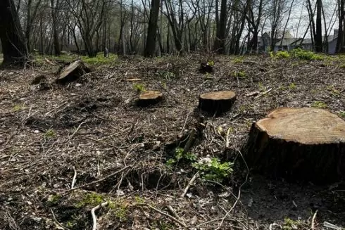 У парку на Оболоні висадять нові дерева на місці знищених