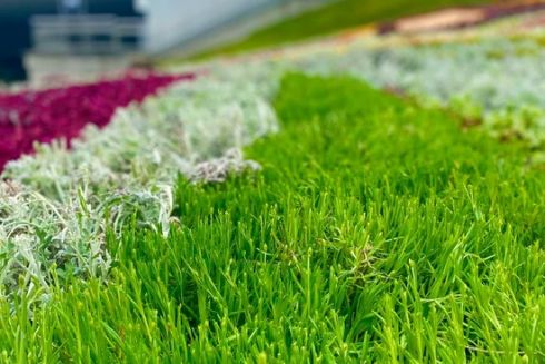 У Києві оголосили експеримент із відмовою від косіння трави