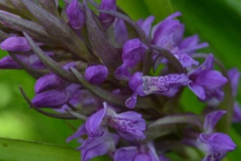 "Поймы орхидей" и "Рощу хищных птиц" в Голосеевском районе объявили памятниками природы