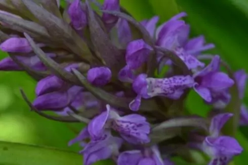 "Поймы орхидей" и "Рощу хищных птиц" в Голосеевском районе объявили памятниками природы