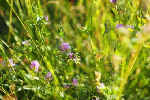 В Виннице впервые засеяли декоративный луг вместо газона