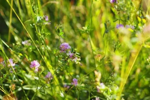 У Вінниці вперше засіяли декоративну луку замість газону