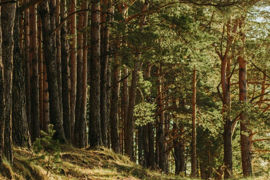 Суд повернув у власність Києва 3000 гектарів Біличанського лісу
