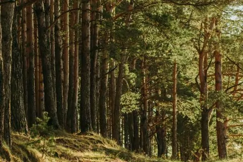 Суд повернув у власність Києва 3000 гектарів Біличанського лісу