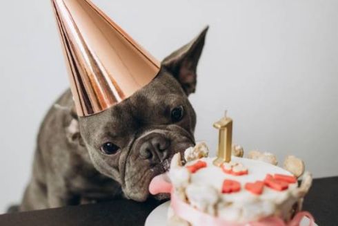 На лівому березі Києва запрацювала кондитерська для собак Fluffy & Family