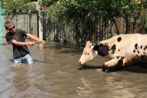 Як допомогти постраждалим через підрив Каховської ГЕС тваринам: перелік ініціатив