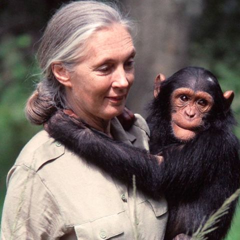 Адвокат природи: мавпи як люди в очах Джейн Гудолл