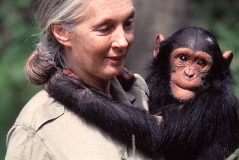 Адвокат природи: мавпи як люди в очах Джейн Гудолл