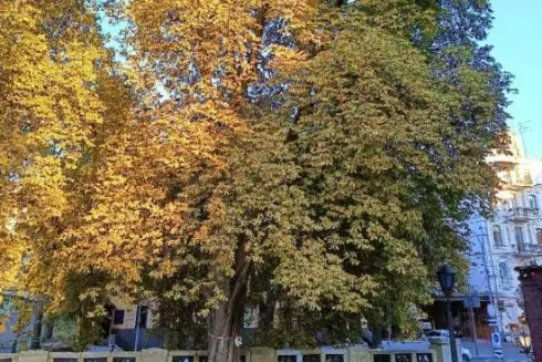 На Пейзажці хочуть зрізати 80-літній каштан: як долучитися до порятунку дерева