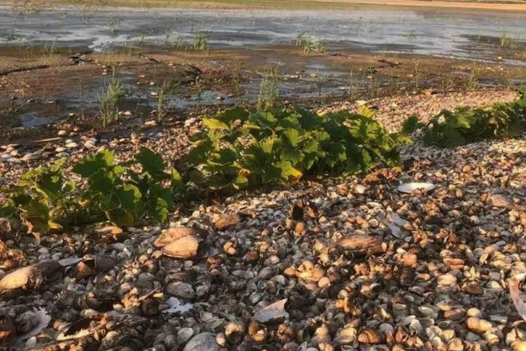 Мешканці Нікополя посадили городи на дні Каховського водосховища: фото