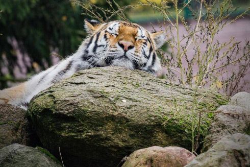 Запустили сайт Feed the Zoo для допомоги екопаркам та зоопаркам по всій Україні