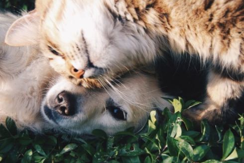 Киевлян призывают приютить домашних питомцев из временного приюта на ВДНГ