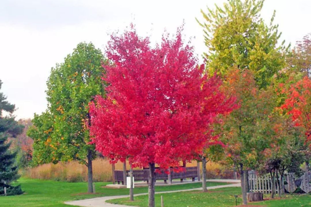 Киевляне выбрали деревья для озеленения Куреновского парка