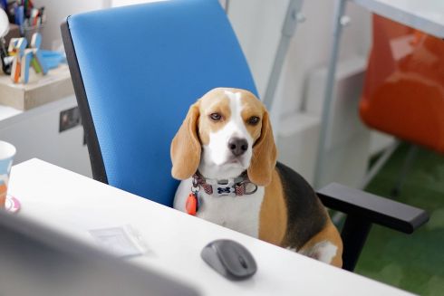 В Украине пройдет день «Возьми собаку на работу»