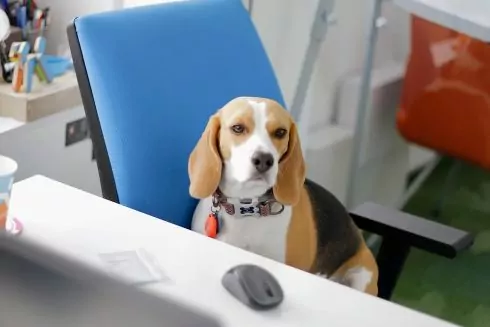 В Украине пройдет день &laquo;Возьми собаку на работу&raquo;