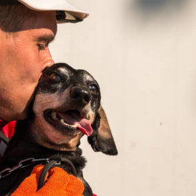 Украинские спасательные собаки попали в сотню лучших в мире